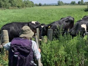 Inquisitive cows on our route