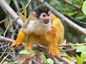 Corcovado National Park