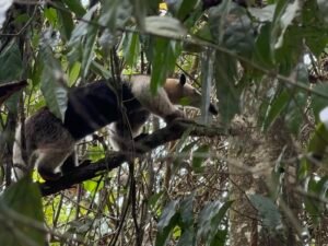 Corcovado National Park