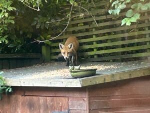 Fox